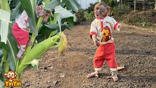 Monkey Yin Yin helps mom harvest corns for cooking [upl. by Felton664]