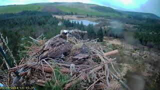 Llyn Clywedog 1 Osprey Nest☀️070424 [upl. by Low7]