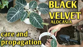 BLACK VELVET ALOCASIA CARE AND PROPAGATION [upl. by Chadabe]