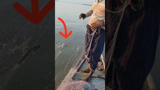 ছোট হলেও ইলিশ মাছের পেটে ডিম আছে fishing hilsafishing ilish river shortvideo [upl. by Jilli]