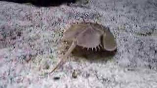 Horseshoe crab walking [upl. by Gadmon]