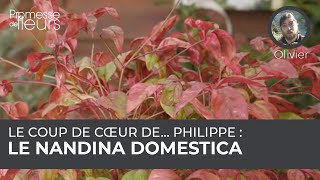 Le coup de cœur de Philippe  le nandina domestica [upl. by Assiluy]