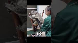 How KOALAS are being WEIGHTED 🐨🥰 animals cute funny shorts [upl. by Oigroeg]