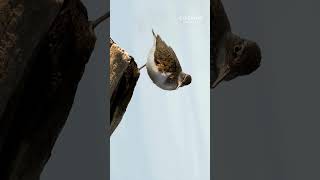 sandpiper documentary wildlife nature travel [upl. by Ginny]