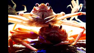 ズワイガニ Snow crab Chionoecetes opilio [upl. by Ehgit]