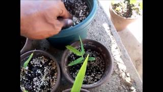 How To Germinate  Plant Moso Bamboo Seeds Part 3 [upl. by Bough988]