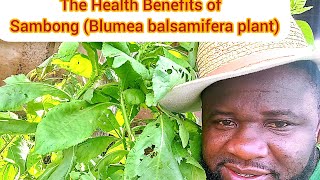 The Health Benefits of Sambong Blumea balsamifera plant [upl. by Wendall]