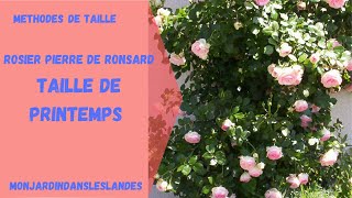 Rosier Pierre de Ronsard taille de printemps  Monjardindansleslandes [upl. by Hairacaz]