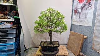 lemon cypress bonsai work [upl. by Geilich]