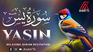 Surah Yasin Yaseen beautiful voice heart touching  Arafat Tv [upl. by Esorlatsyrc823]