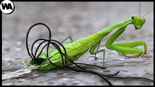 This Is What All Mantises Are Afraid of [upl. by Pegg78]