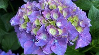 In Blooms Hydrangea Macrophylla Mop HeadBig Leaf  August 6 2022 [upl. by Ahsoj]