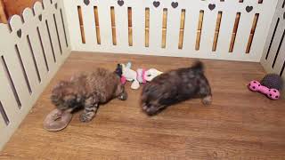 Shih Poo Puppies For Sale [upl. by Gone]