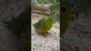 Orangebellied Parrot  Neophema chrysogaster [upl. by Nomaid314]