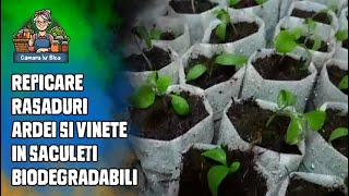 Repicare rasaduri de ardei si vinete in saculeti biodegradabili gradinarit rasaduri [upl. by Steffy]