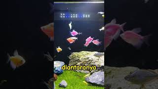 Apakah Ikan Glofish Bisa Hidup Tanpa Aerator [upl. by Aseen]