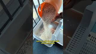 Can the design of a litter box solve the problem of litter flying around the housecat catlitterbox [upl. by Eak776]