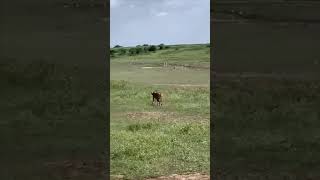 Wow Thrilling Cheetah Hunt for Antelopes 😱 [upl. by Adnilahs232]