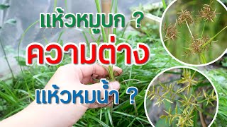 ต้นแห้วหมูน้ำCyperus helferiต่างกับแห้วหมูบกยังไงCyperus helferi [upl. by Melvina777]