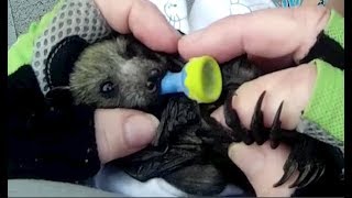 Rescuing a baby bat on the ground this is The Wookie [upl. by Ahsuoj]