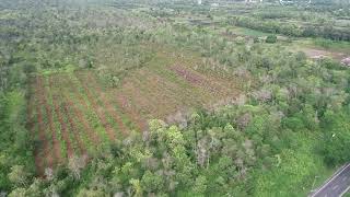 Calophyllum inophyllum Nyamplung CIFOR Central Kalimantan Oct 2022 POI View Drone [upl. by Cherlyn]