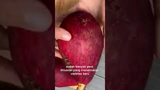 banyak varietas alpukat unggul baru bermunculan agriculture fruits [upl. by Ramraj]