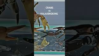 MR CRAB vs KALAJENGKING [upl. by Ellebana565]