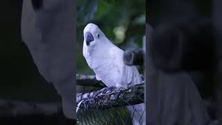 shorts birds youtubeshorts trending viral ytshorts trending viralvideo akaviary [upl. by Doralynn]