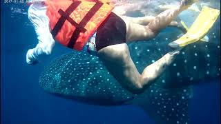 Whale Sharks in Mexico [upl. by Seyah839]