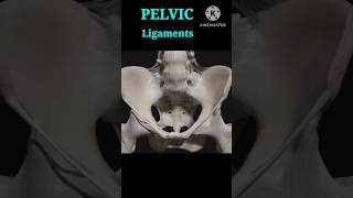 Pelvis Ligaments anatomy medical shorts [upl. by Alahsal933]