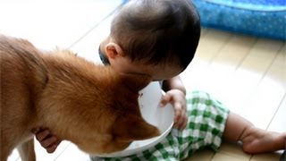 柴犬ゴン太とふみ君21 離乳食のおこぼれを狙うゴンさん Shiba Inu amp Baby [upl. by Yeslek]