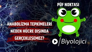 Anabolik Yapım tepkimeler neden hücre dışında gerçekleşemez [upl. by Uziel]