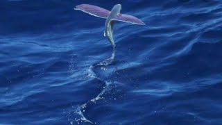 Can flying fish actually fly Exocoetus [upl. by Trakas]