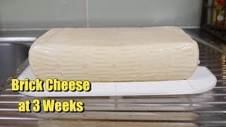 Brick Cheese 3 Week Update [upl. by Aitel]