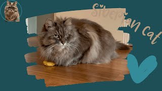 Siberian cat with catnip toy  Siberische kat met kattenkruid speeltje [upl. by Chiquita881]