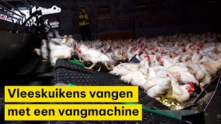 Vangen van vleeskuikens met een vangmachine [upl. by Itnahsa465]