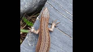 Skogsödla common lizard Zootoca vivipara Finland [upl. by Stover]