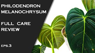 PHILODENDRON MELANOCHRYSUM  COMPLETE CARE AND DETAILS [upl. by Nosduh993]