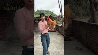 This is a big rooster that can understand human language The big rooster is four years old this [upl. by Ali267]