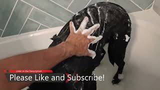 Dog Shampoo Review [upl. by Fablan]