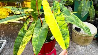 Cutting nhân giống ngọn Hạc var  Philodendron billietiae variegated cutting [upl. by Elcarim558]