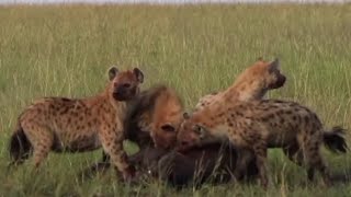 Hyenas eat bull meat [upl. by Mallina]