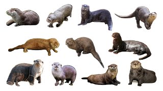 🦦 Types Of Otter  Otter Species otters [upl. by Keelin]