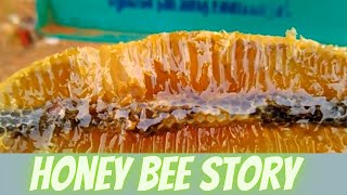 How Bee Honey Produce  Bees Story [upl. by Amjan218]