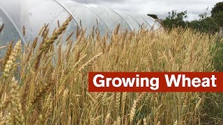 Growing Wheat For The First Time [upl. by Griffin]