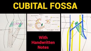 Cubital Fossa Anatomy  Boundaries amp Contents  EOMS [upl. by Malachi578]