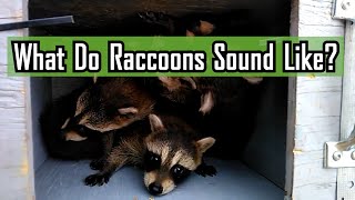 What Do Raccoons Sound Like [upl. by Ati]