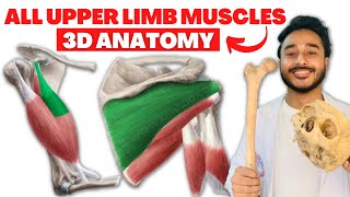 All upper limb muscles anatomy 3d  upper limb muscles origin and insertion anatomy [upl. by Sev226]