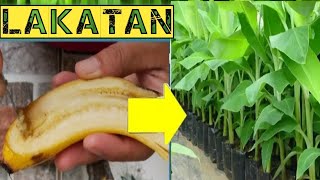 no1 secret ng pagpaparami ng saging na lakatanpagtatanim ng lakatan gamit ang buto nito [upl. by Bultman]