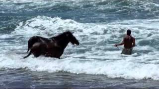 Dressage de cheval sauvage sur la plage de Puamau  Hiva Oa  Iles Marquises  Polynésie française [upl. by Ybok]